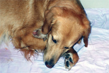 Adoxa vom Büssemfeld